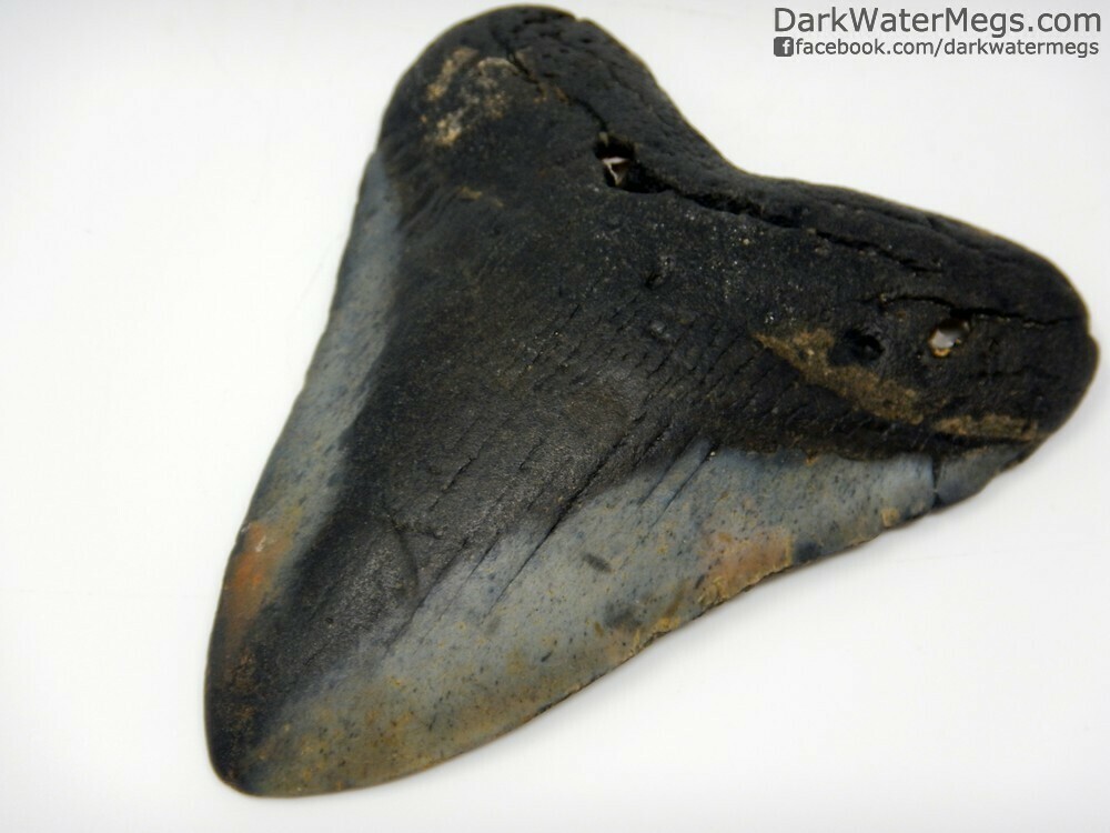 4.38&quot; time worn megalodon tooth