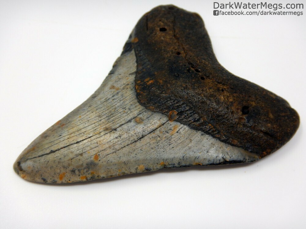 3.65&quot;squeezed blade megalodon