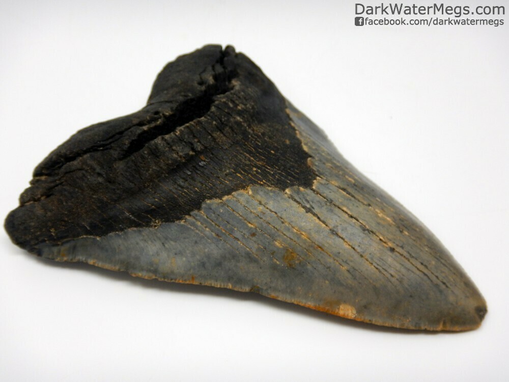 4.93&quot;large narrow blade megalodon