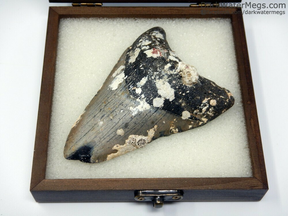 4.26&quot; uncleaned megalodon in box