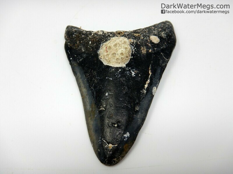 4.22" uncleaned megalodon