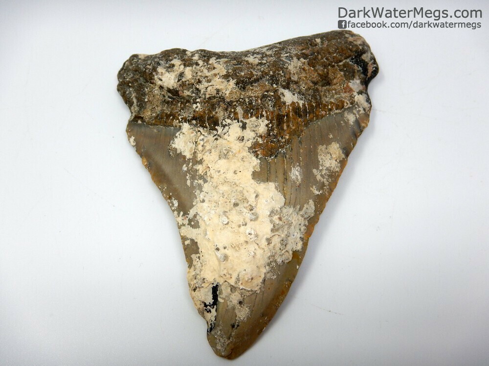 4.59&quot; uncleaned megalodon