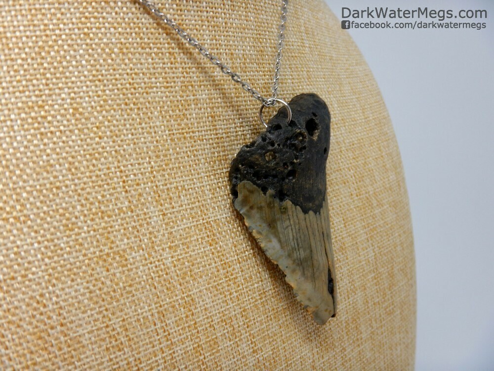 3.08&quot; natural megalodon necklace