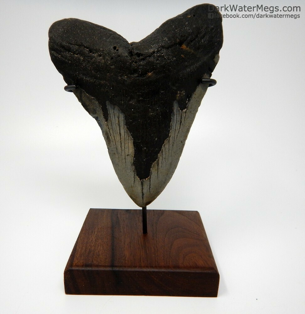 5.86&quot; giant megalodon on stand