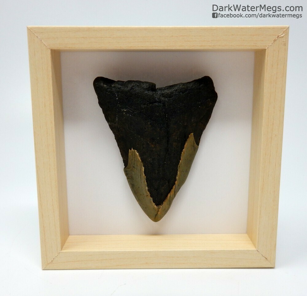 2.96&quot; megalodon in frame