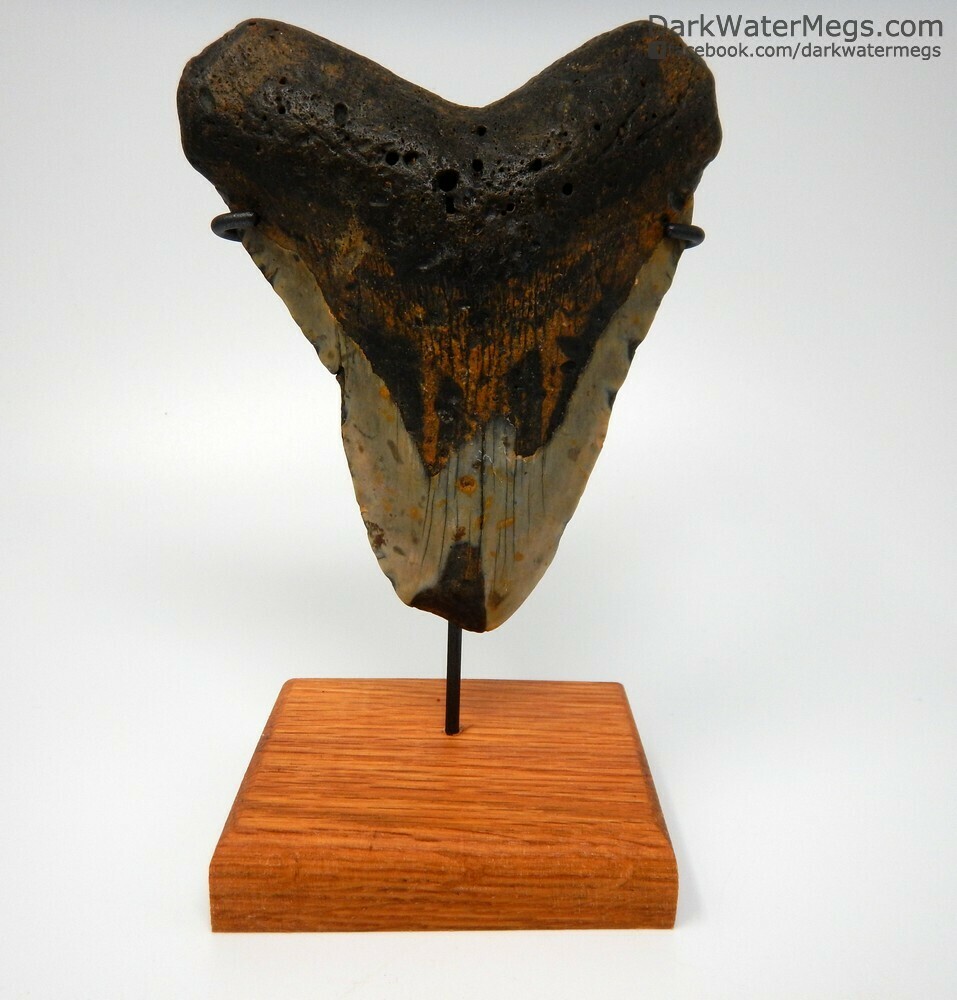 5.31&quot; giant megalodon on stand