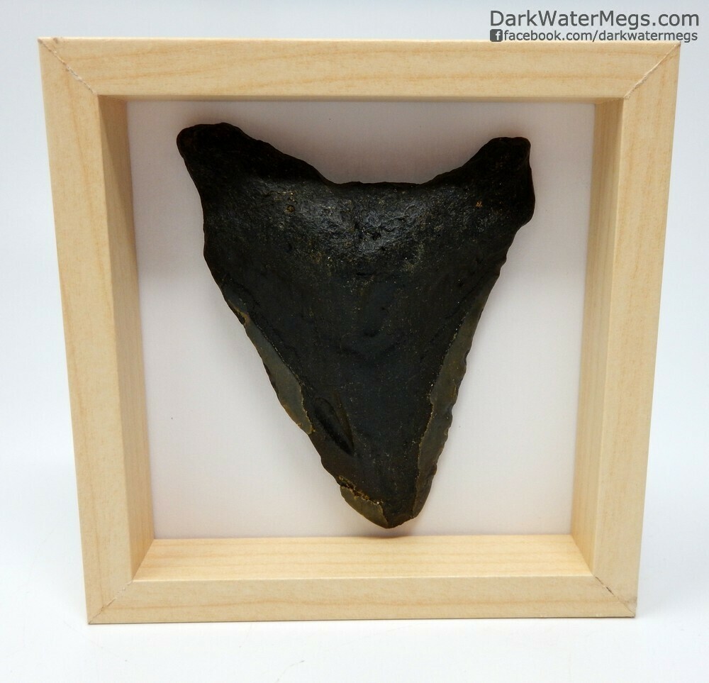 3.65&quot; megalodon in frame