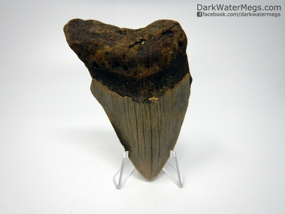 4.41&quot; bargain megalodon