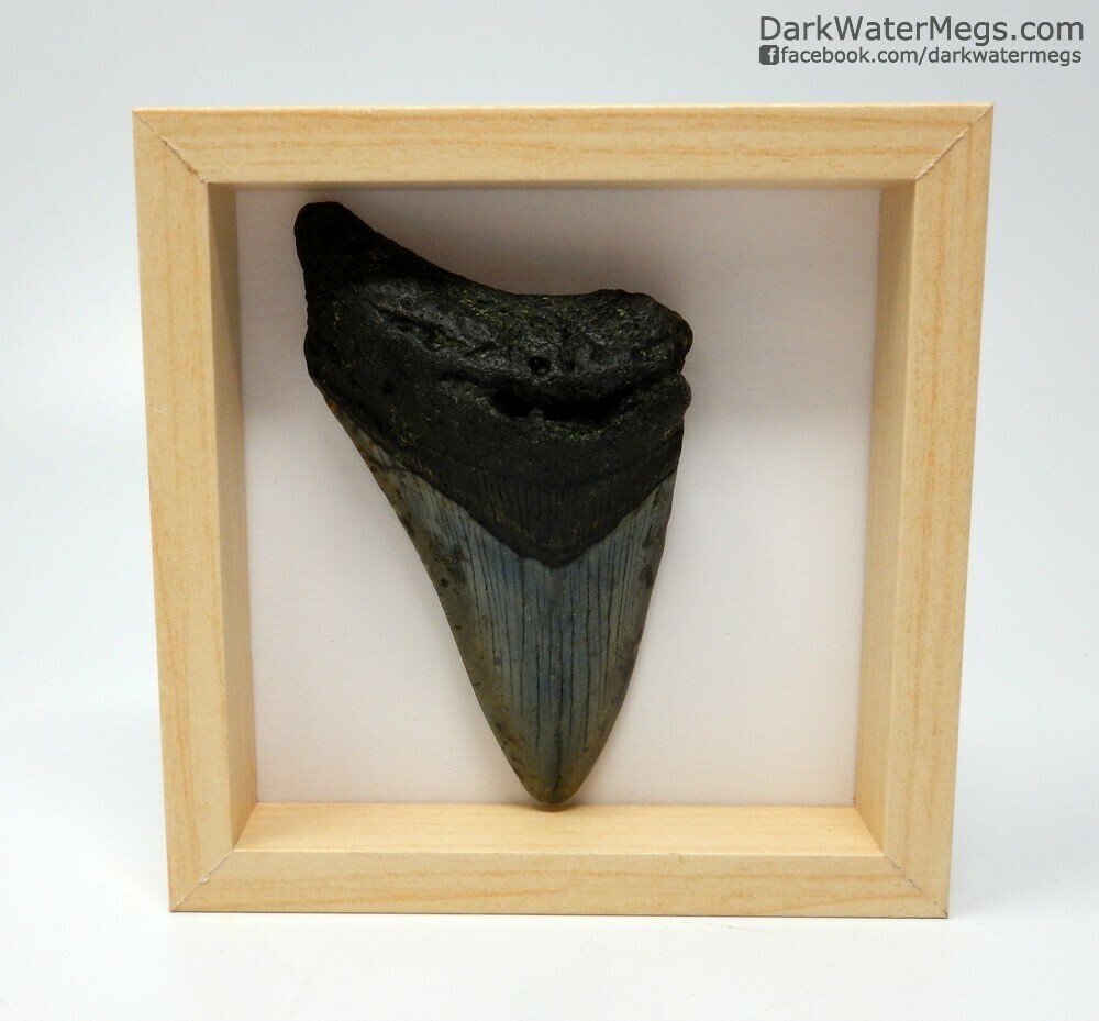 3.69&quot; megalodon in frame