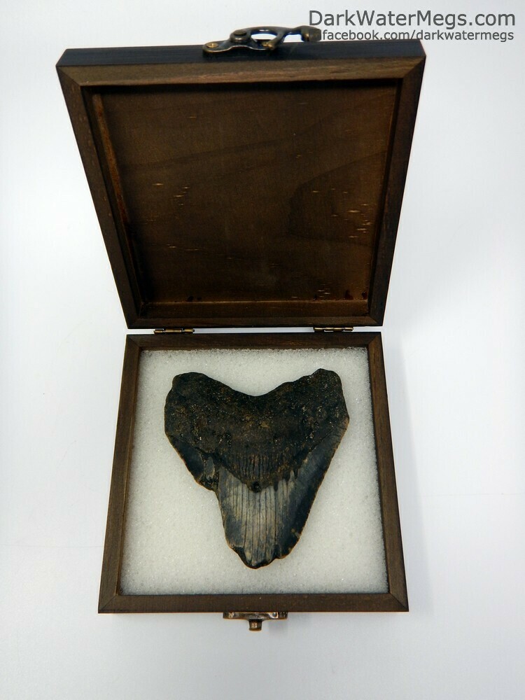 3.95&quot; dark megalodon in box