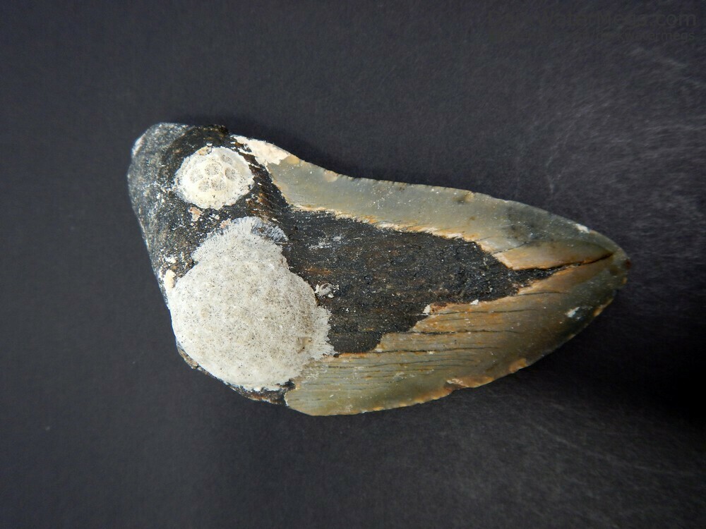 4.26&quot; bargain uncleaned megalodon tooth