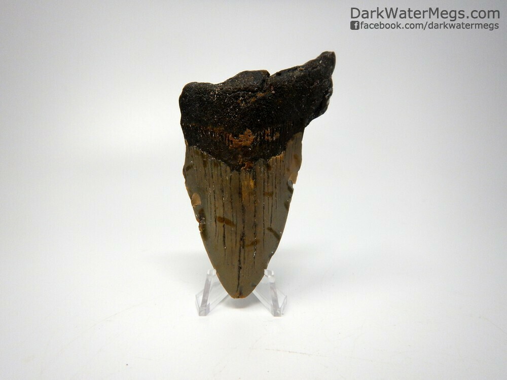 3.92&quot; bargain tall root megalodon on stand