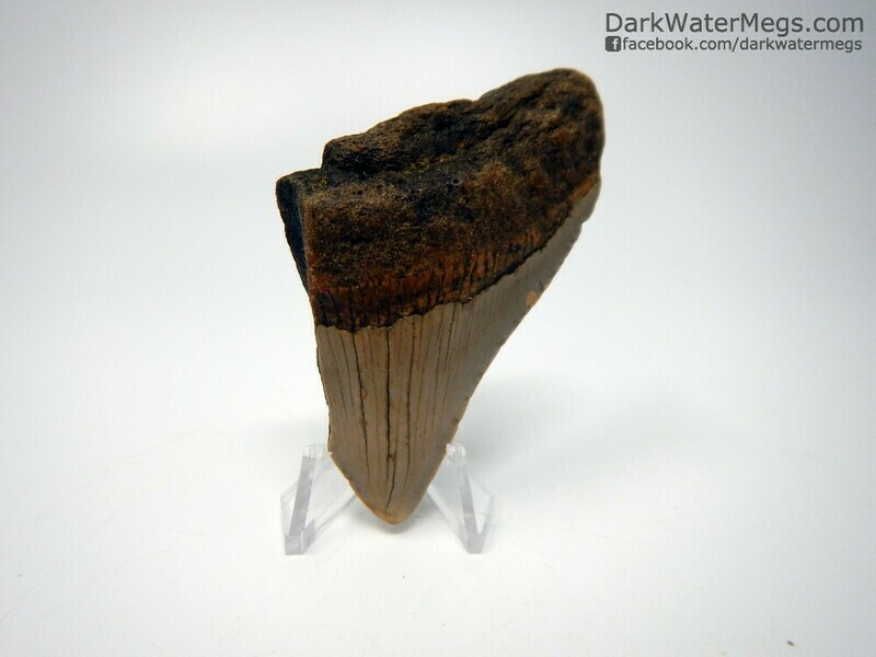 2.93" bargain juvenile megalodon on stand