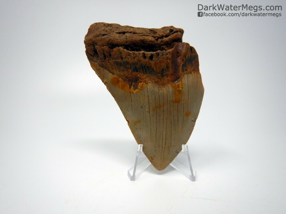 4.56&quot; bargain orange megalodon on stand