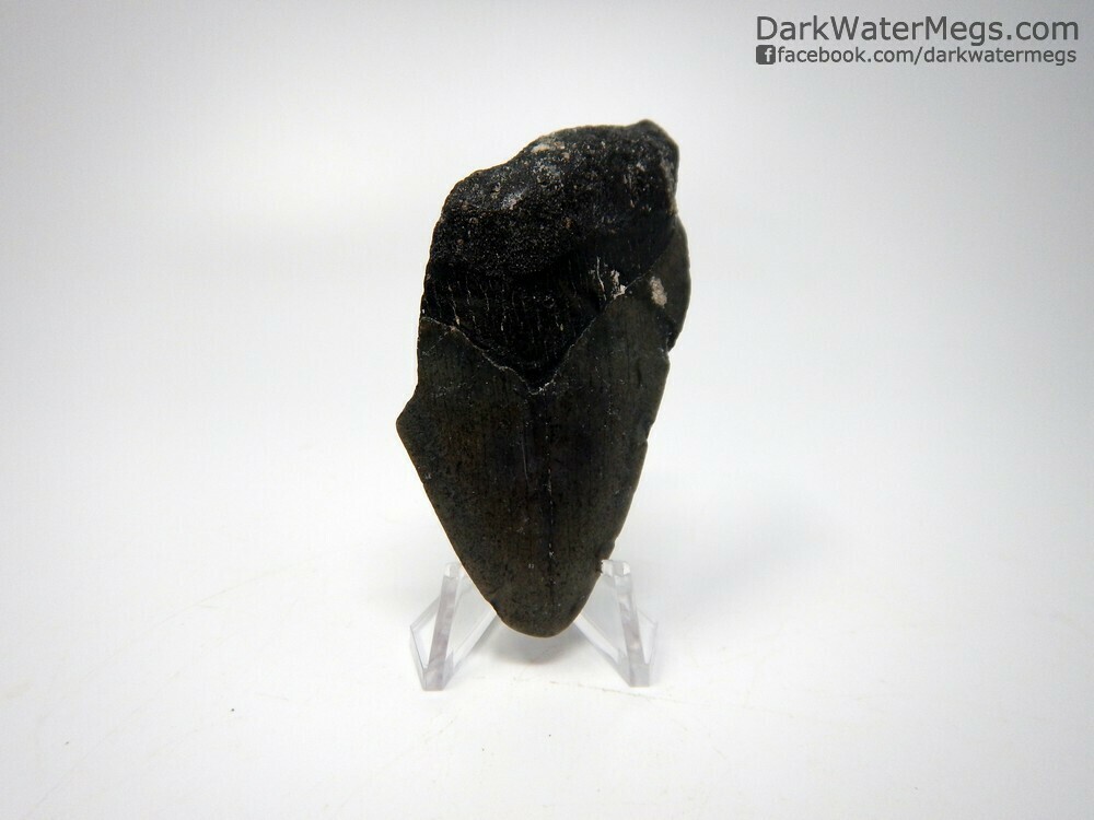 2.95&quot; uncleaned bargain megalodon on stand