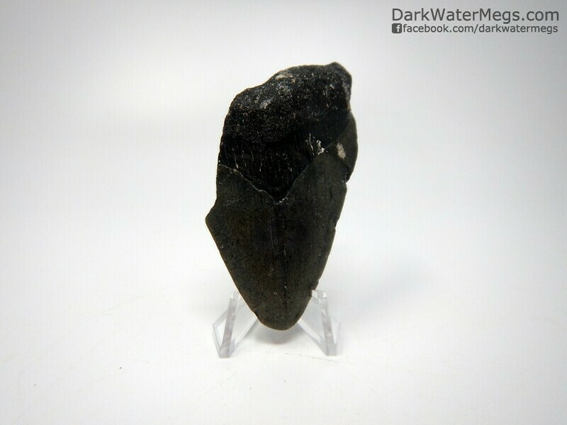 2.95" uncleaned bargain megalodon on stand