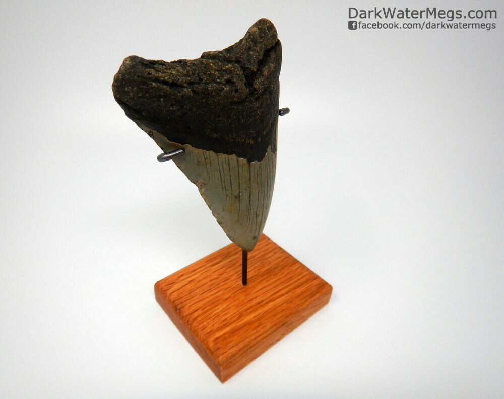 4.73&quot; Big megalodon on wood stand