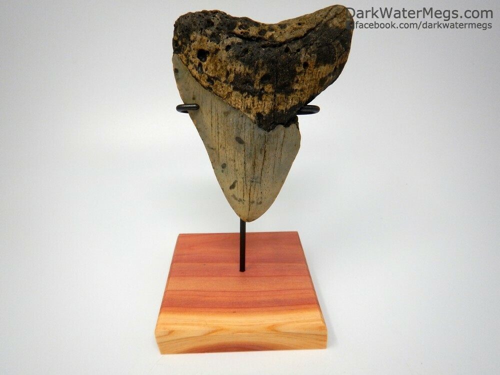4.77&quot; Large megalodon on ceder wood stand