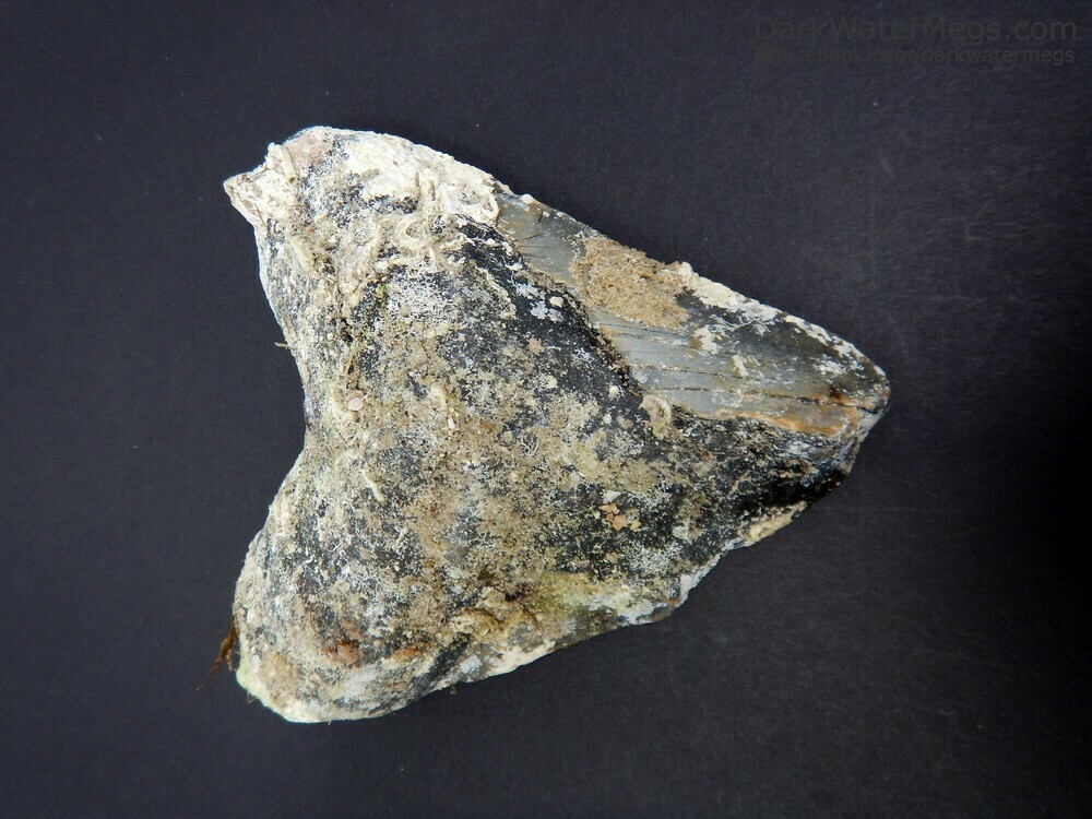 4.60&quot; Large uncleaned bargain megalodon