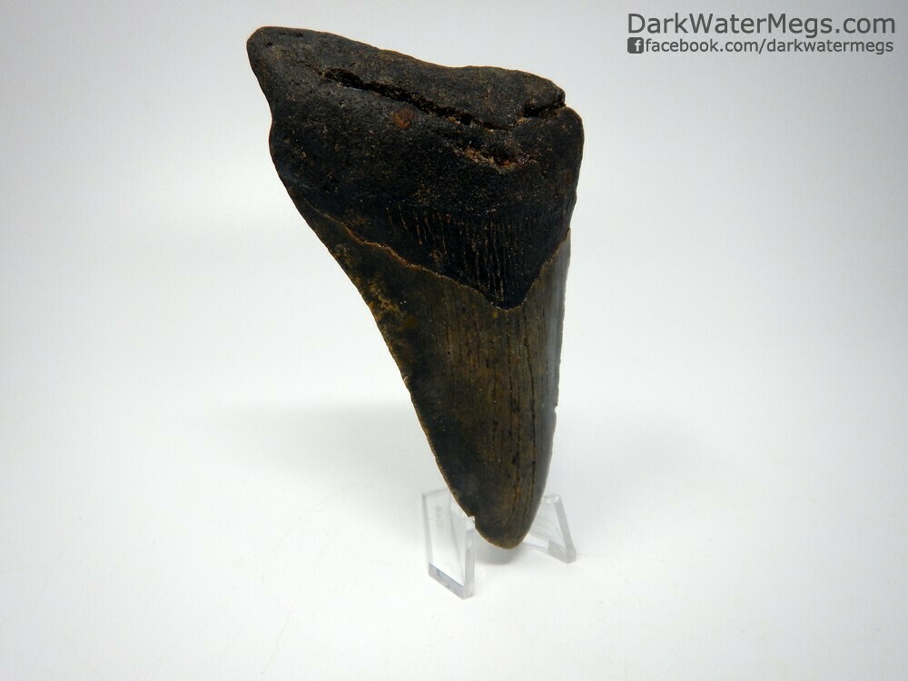 4.66&quot; bargain megalodon on stand