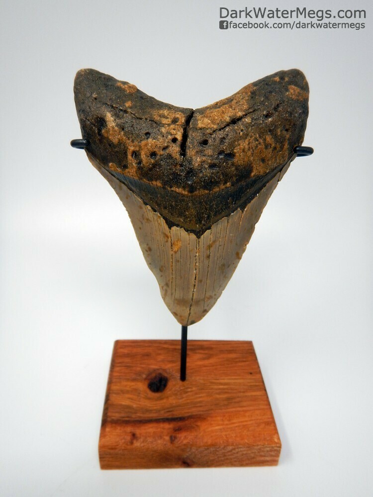 4.96&quot; very wide megalodon on wood stand