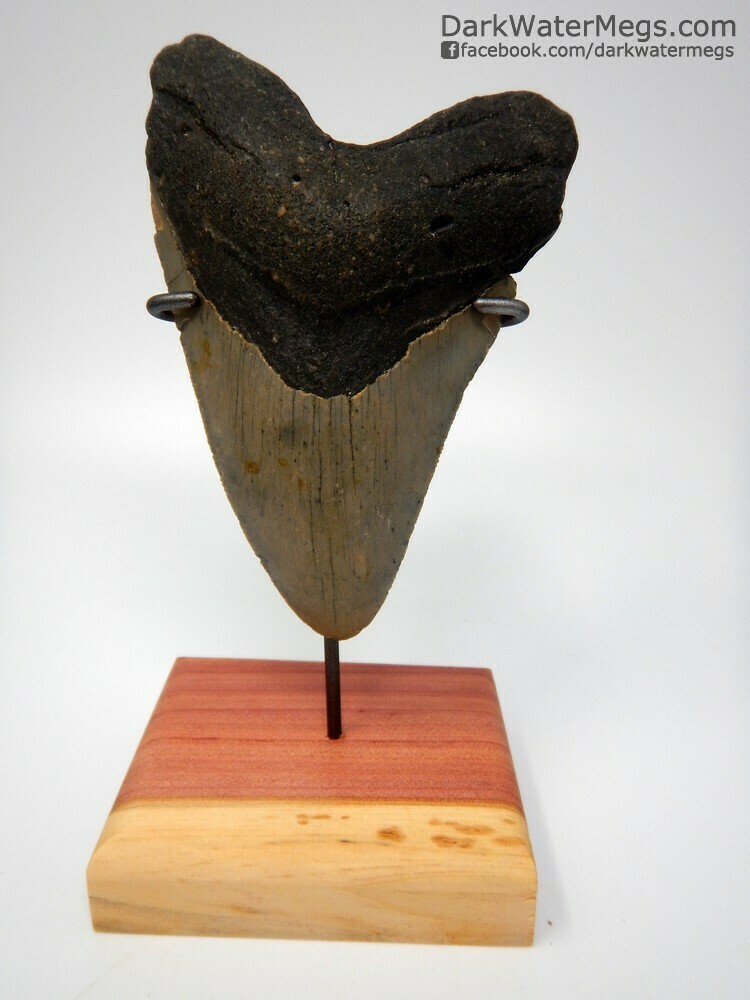 5.14&quot; large megalodon tooth on stand