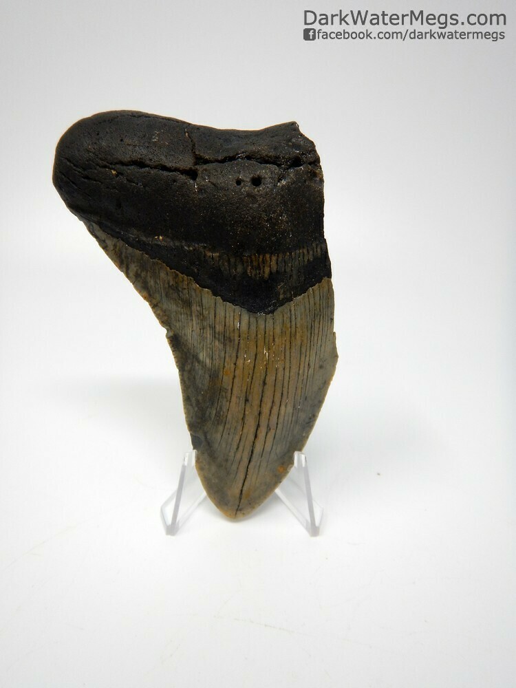 4.50&quot; bargain megalodon tooth