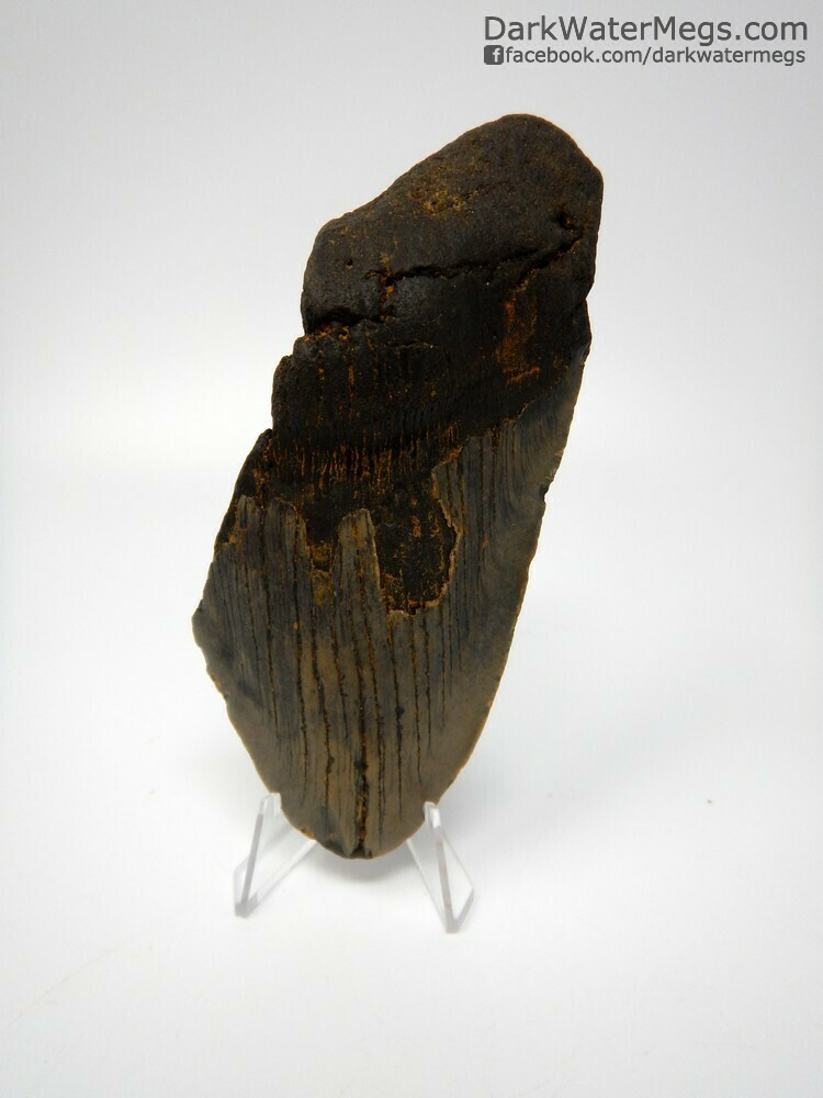 5.31&quot; bargain megalodon tooth