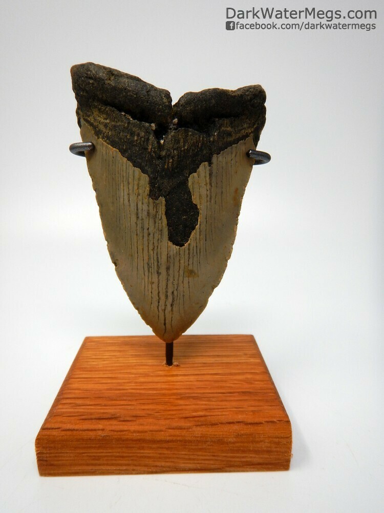4.60&quot; bargain megalodon tooth