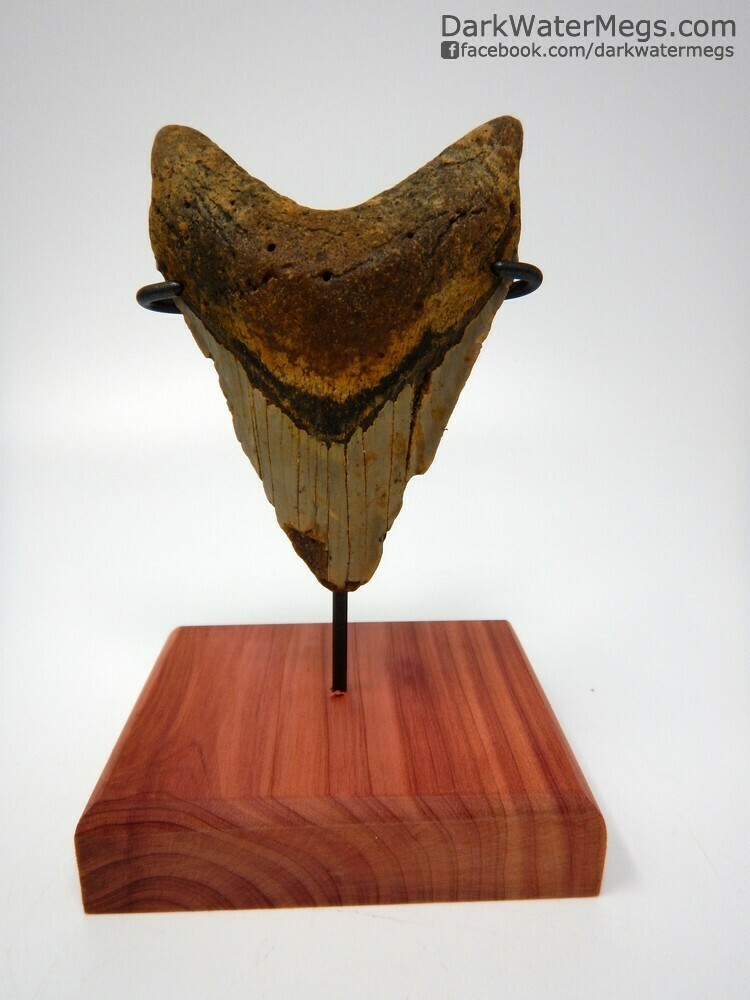 4.07&quot; bargain megalodon tooth