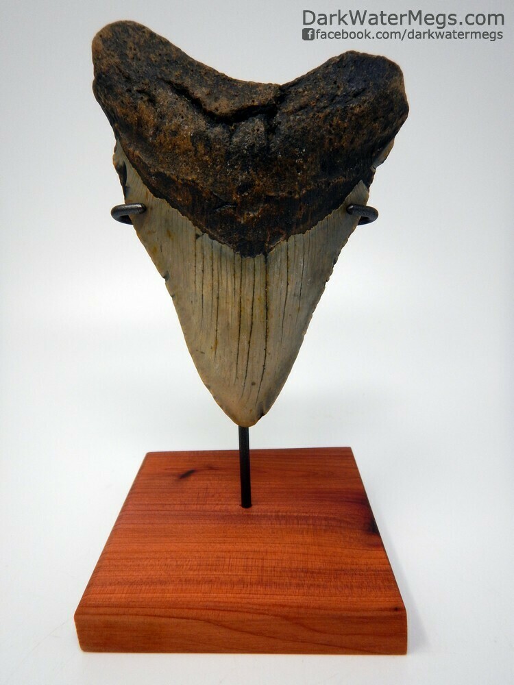 5.08&quot;  megalodon tooth