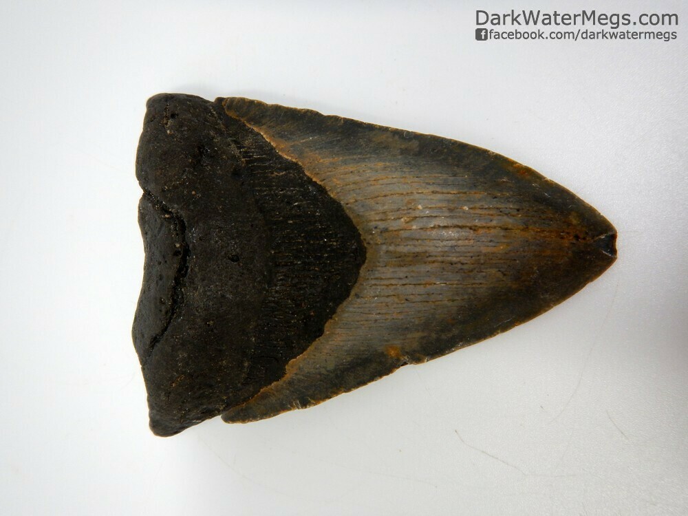 4.61&quot;  megalodon tooth