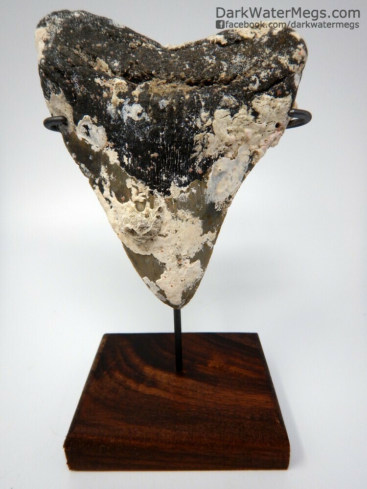 5.10&quot;  uncleaned megalodon tooth