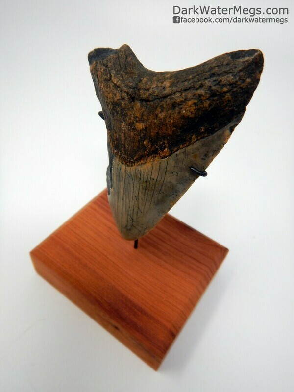 3.33"  small megalodon on stand