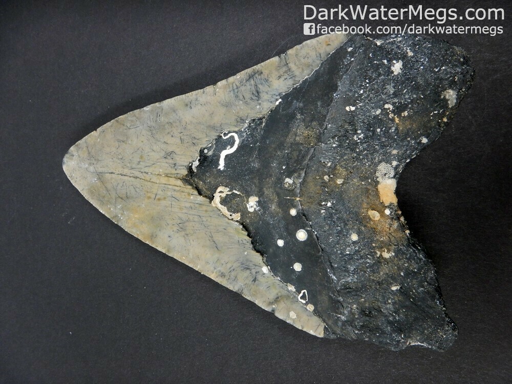 5.38&quot;  big uncleaned megalodon fossil