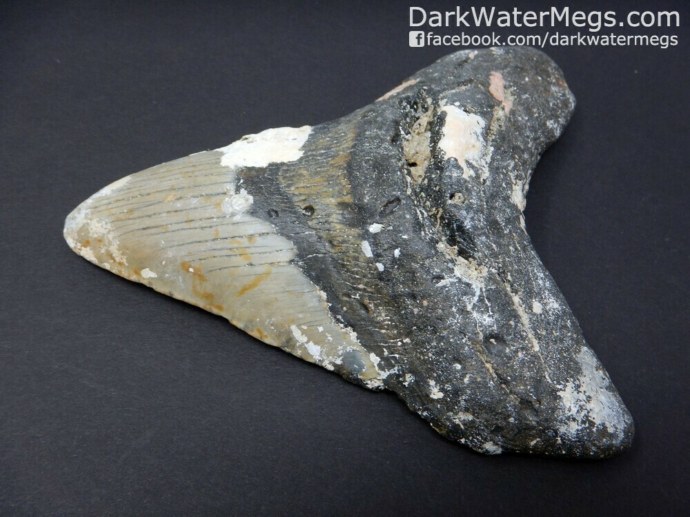 5.24&quot;  very large uncleaned megalodon fossil
