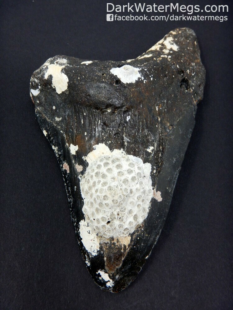 5.20&quot;  large uncleaned megalodon fossil