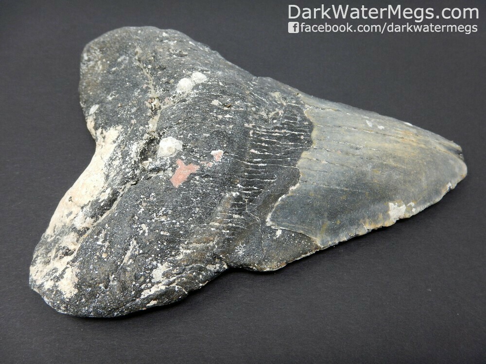 5.44&quot;  massive uncleaned megalodon fossil