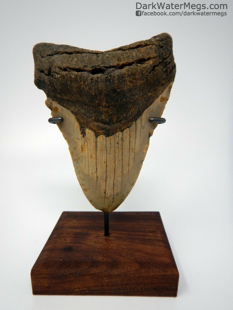 5.08&quot;  large megalodon on stand