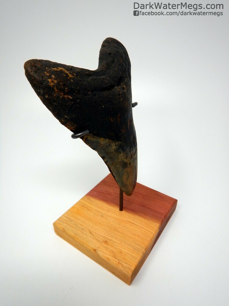 5.42&quot;  giant megalodon on stand