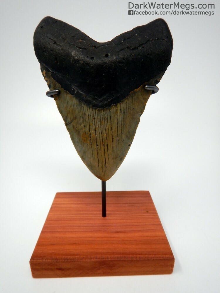 5.04&quot;  beautiful megalodon on stand