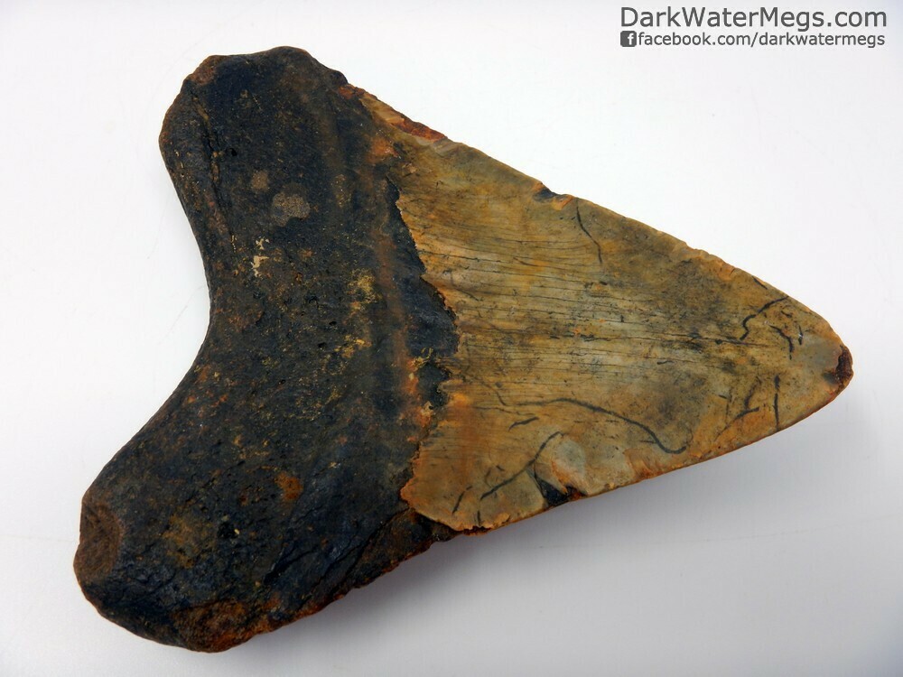 4.95&quot;  large patterned blade megalodon
