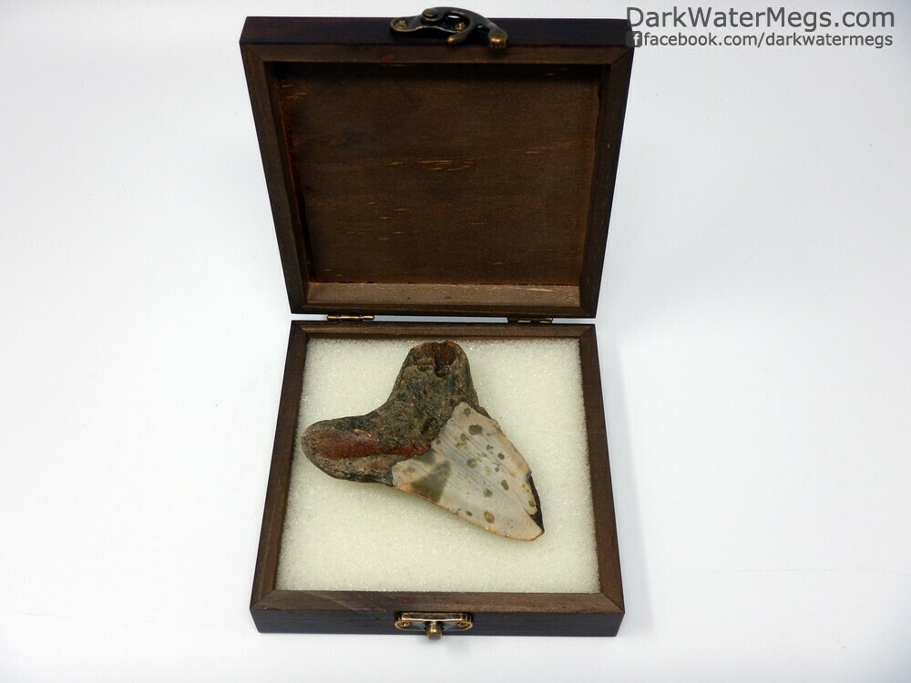 3.73&quot;  bargain megalodon in box