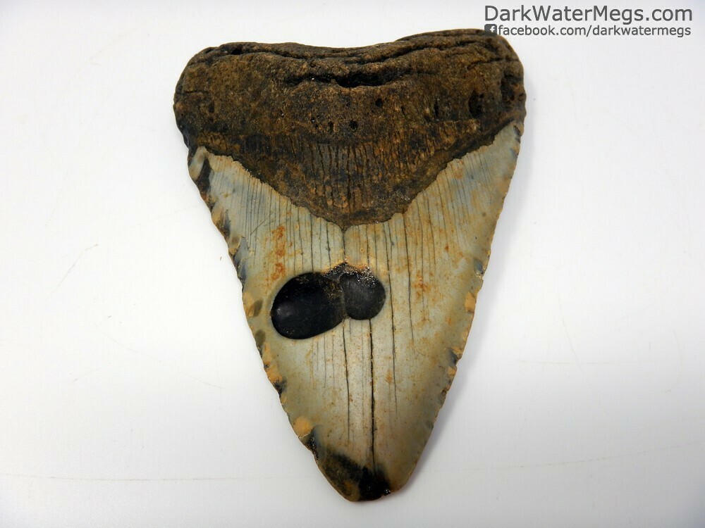 4.83&quot;  unique clam hole marked megalodon