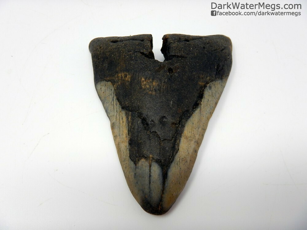 4.00&quot;  split root megalodon