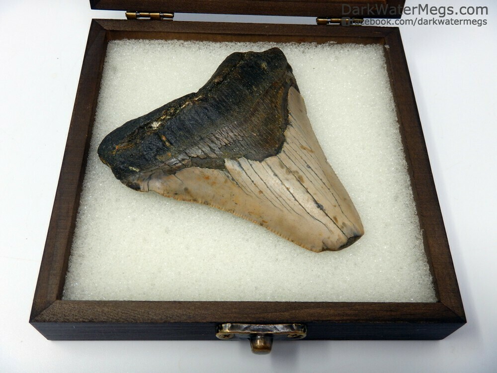 3.80&quot; very wide megalodon in box