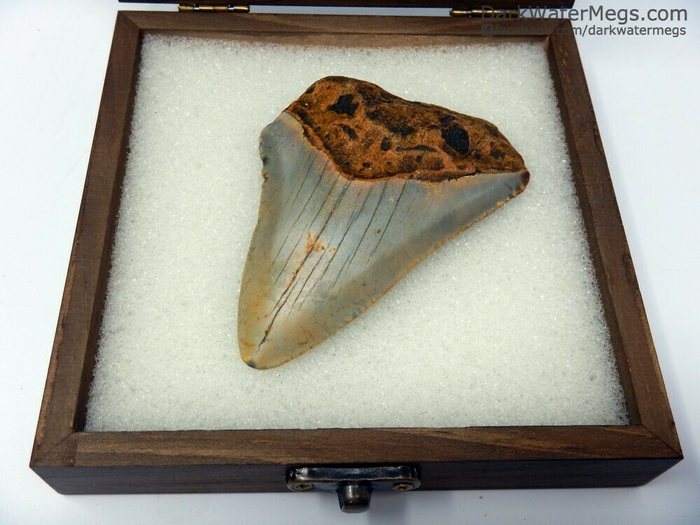 3.58&quot; orange root megalodon in box