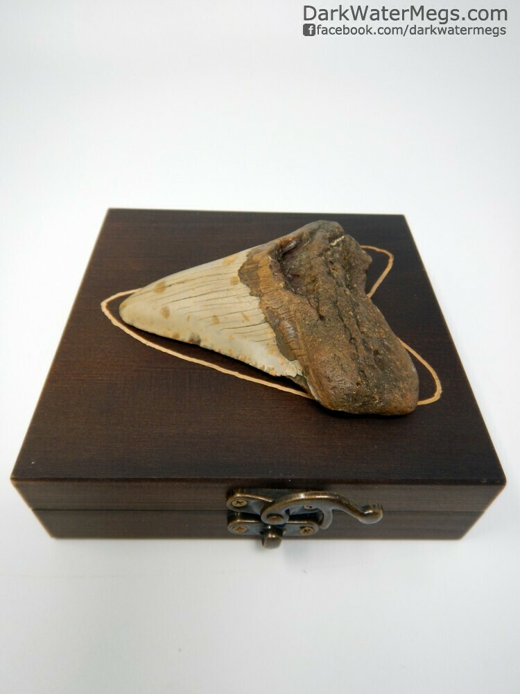 3.98&quot; large megalodon fossil in box