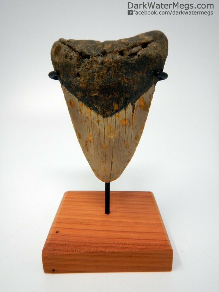 3.98&quot; large megalodon fossil on wood stand