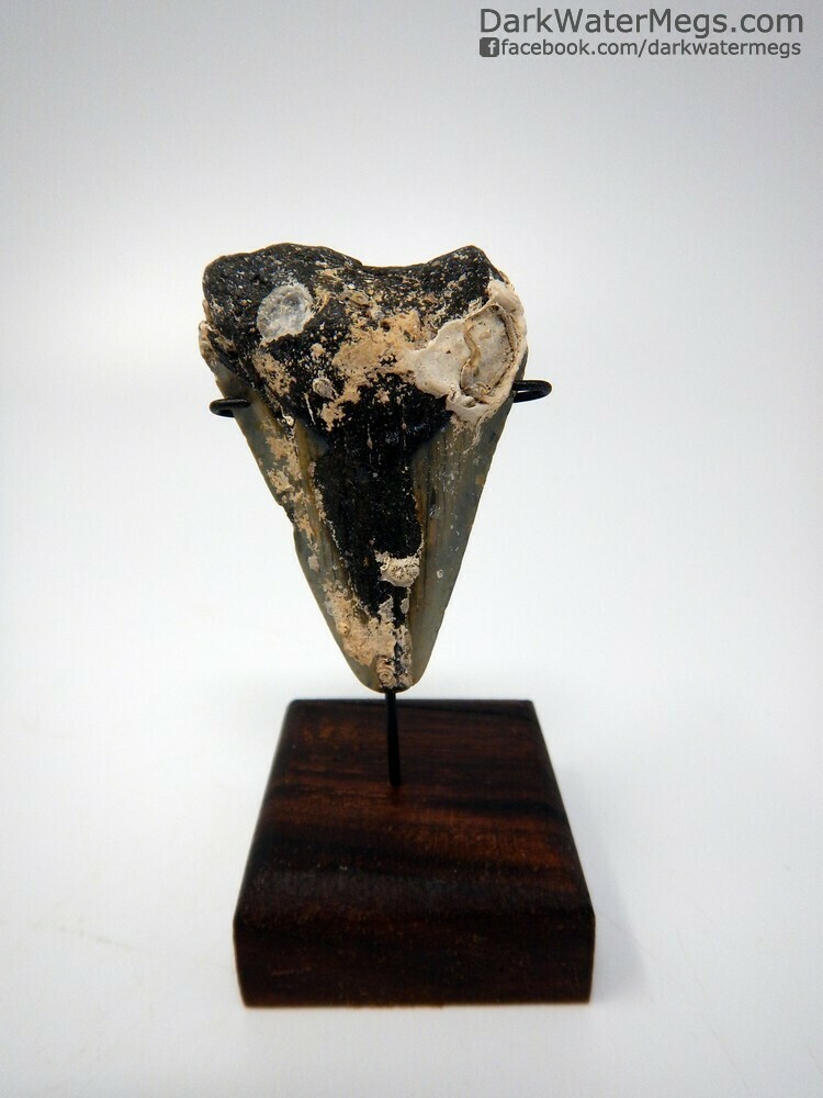 2.38&quot; uncleaned megalodon fossil on stand